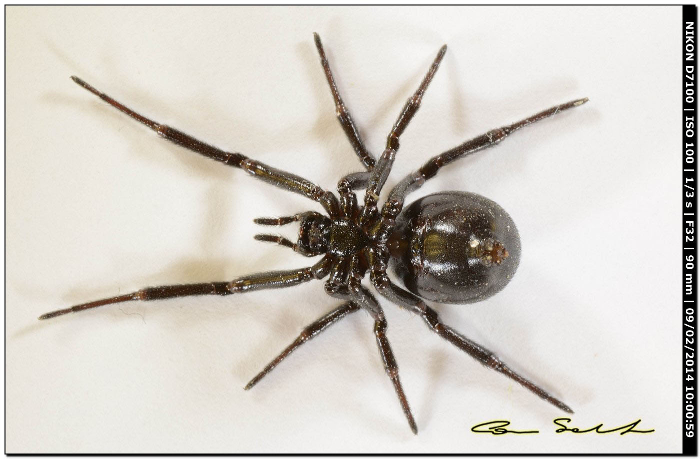 Steatoda paykulliana - Alghero (SS)